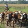 La Argentina celebra hoy el Día del Trabajador Rural, el duro oficio que se reinventa cada día
