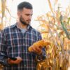 Precios que no tientan a los productores: advierten un fuerte retraso en las ventas de trigo y de maíz
