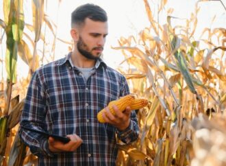Precios que no tientan a los productores: advierten un fuerte retraso en las ventas de trigo y de maíz