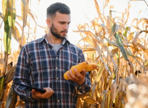 Precios que no tientan a los productores: advierten un fuerte retraso en las ventas de trigo y de maíz