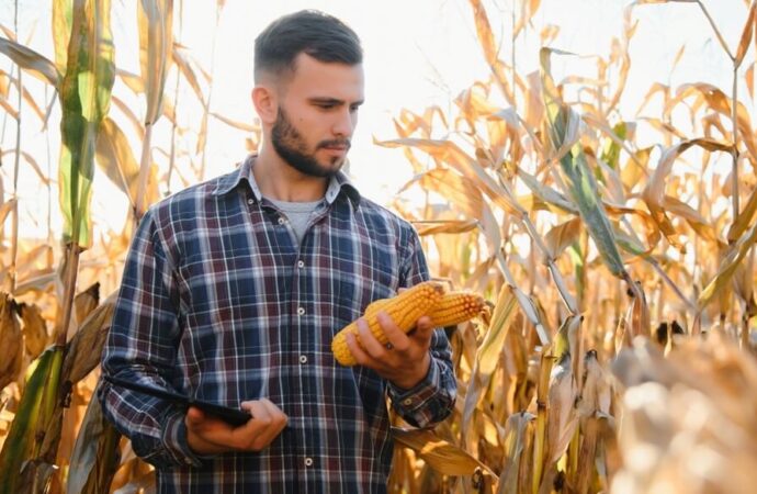 Precios que no tientan a los productores: advierten un fuerte retraso en las ventas de trigo y de maíz