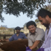 Corrientes no registró casos de tristeza bovina en agosto