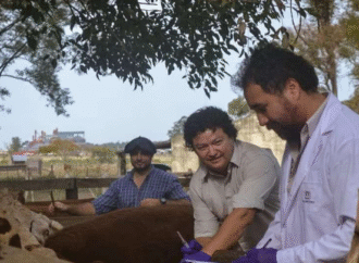 Corrientes no registró casos de tristeza bovina en agosto
