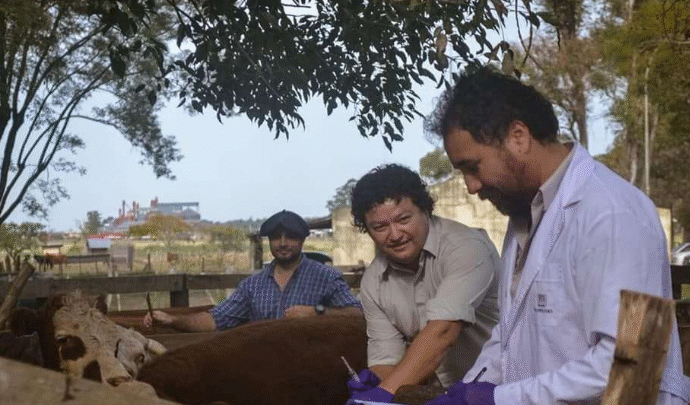 Corrientes no registró casos de tristeza bovina en agosto