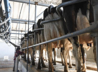 El valor de las exportaciones lácteas crece 13% y también mejoran la producción y el consumo interno