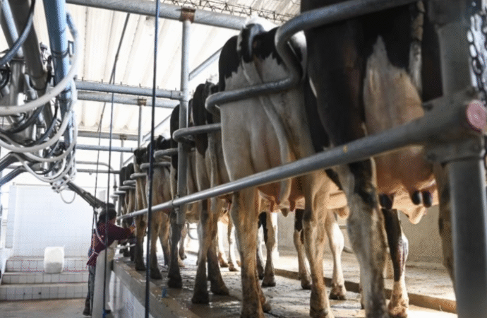 El valor de las exportaciones lácteas crece 13% y también mejoran la producción y el consumo interno