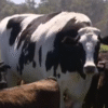 La vaca más grande de la historia