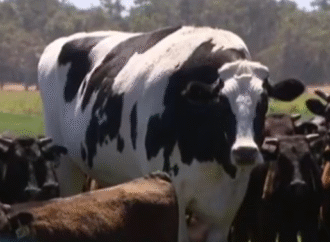 La vaca más grande de la historia