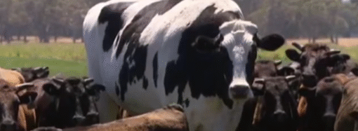 Traslados récord y señales de cambio: un balance ganadero 2025 en base a los movimientos de hacienda