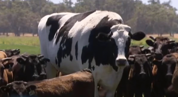 La vaca más grande de la historia