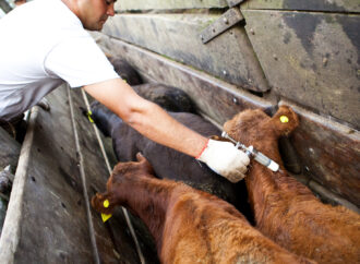 Arrancó en Corrientes la segunda campaña 2025 contra la aftosa con el precio más bajo del país