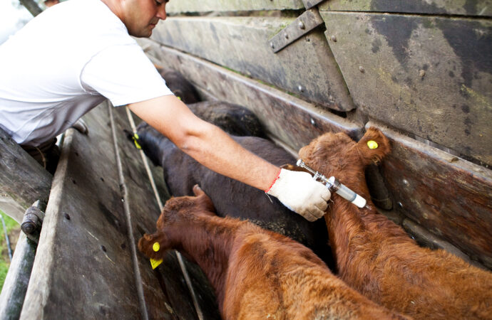 Arrancó en Corrientes la segunda campaña 2025 contra la aftosa con el precio más bajo del país