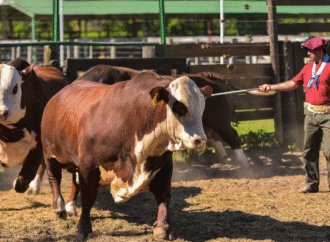 Braford finalizó su Expo Primavera en Chaco con un destacado remate de reproductores
