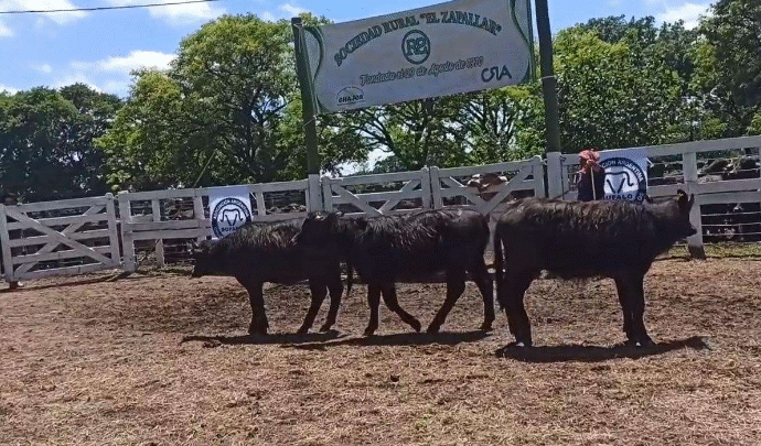 Los búfalos siguen dando la nota en el NEA y lo demostraron en la Expo de Chaco