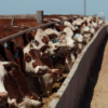 Feedlots: la capacidad del encierre cayó un 3,8%