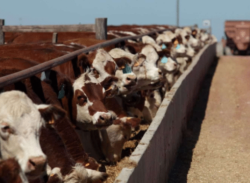 Feedlots: la capacidad del encierre cayó un 3,8%