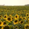 El renacer del girasol en Argentina: este año aportará divisas por U$S 2.000 millones