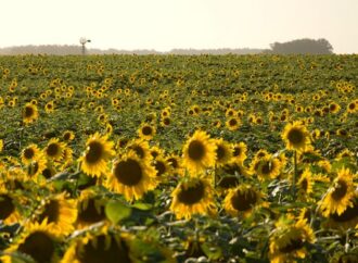 El renacer del girasol en Argentina: este año aportará divisas por U$S 2.000 millones
