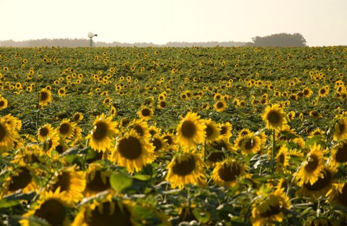 El renacer del girasol en Argentina: este año aportará divisas por U$S 2.000 millones