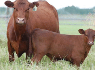 Con Matías Churuarín de Nutriar: “Hoy el negocio pasa por producir más terneros”