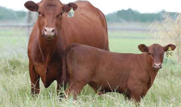 Con Matías Churuarín de Nutriar: “Hoy el negocio pasa por producir más terneros”