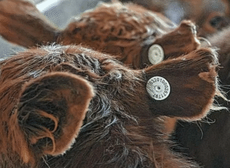 La trazabilidad “genera muchas dudas y debería llegar a los frigoríficos”