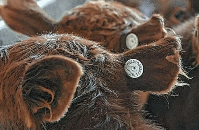 La trazabilidad “genera muchas dudas y debería llegar a los frigoríficos”