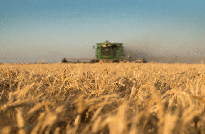Más dólares del campo: la estimación de cosecha de trigo volvió a subir y llega a 25,5 millones de toneladas