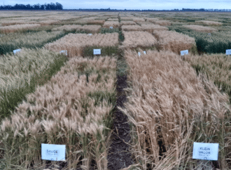 Trigo: “En mis 20 años en el INTA, nunca vi una campaña con este nivel de desarrollo y sanidad”