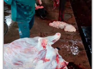 Senador nacional denuncia penalmente existencia de mataderos ilegales en Formosa