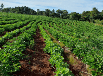 Yerba mate: el Gobierno ratificó por decreto que el INYM ya no tiene potestad para definir precios