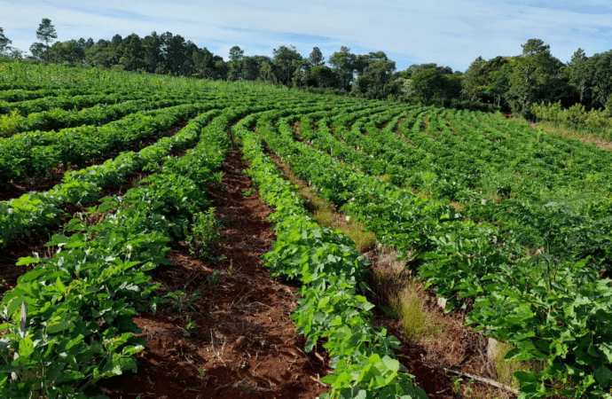 Yerba mate: el Gobierno ratificó por decreto que el INYM ya no tiene potestad para definir precios