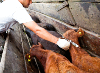 Aftosa y la vacunación: nuevo escenario puede generar serios desafíos para Argentina