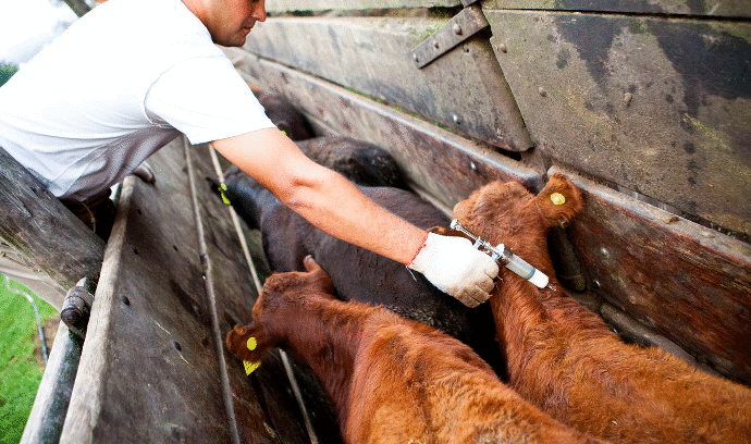 Aftosa y la vacunación: nuevo escenario puede generar serios desafíos para Argentina