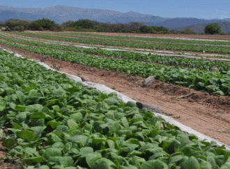 Un instrumento financiero tuvo una demanda récord del agro en lo que va del año