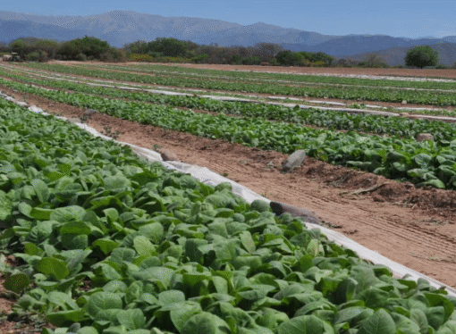 Un instrumento financiero tuvo una demanda récord del agro en lo que va del año