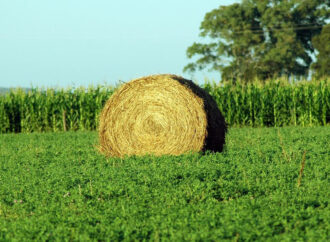 La alfalfa, un cultivo de “reconversión” que crece en Mendoza por la demanda ganadera