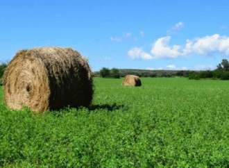 Argentina ante una gran oportunidad en el mercado internacional de la alfalfa
