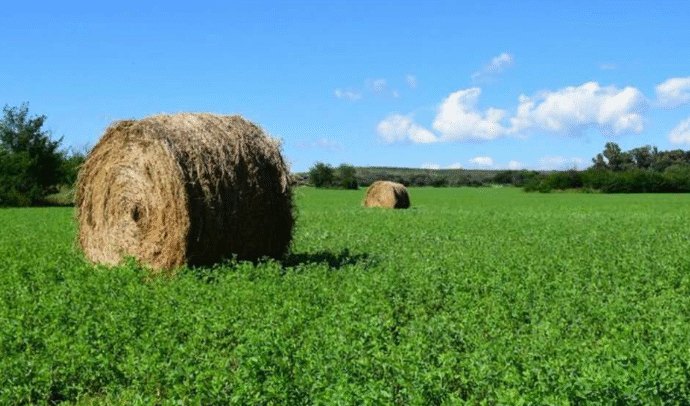 Argentina ante una gran oportunidad en el mercado internacional de la alfalfa