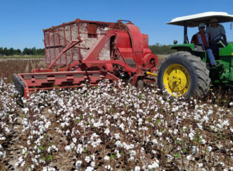 El negocio del algodón con números en rojo