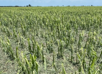 Una tormenta fuerte afectó al sudoeste del Chaco y dejó al agro en crisis