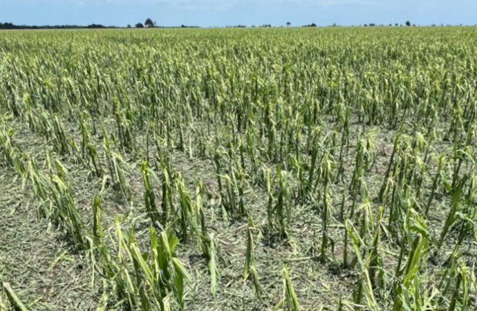 Una tormenta fuerte afectó al sudoeste del Chaco y dejó al agro en crisis