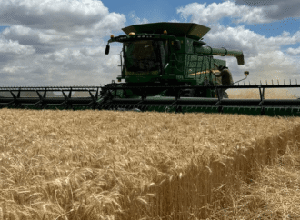 La cosecha de trigo avanza y se consolida una campaña histórica: un récord de 24,5 millones de toneladas