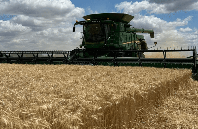 La cosecha de trigo avanza y se consolida una campaña histórica: un récord de 24,5 millones de toneladas