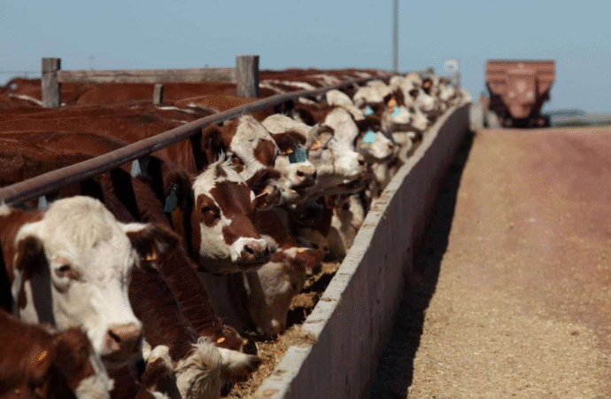 Pese a caídas consecutivas de cuatro meses el engorde a corral tiende a estabilizarse