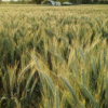 Argentina se ubica como el segundo exportador mundial de cebada: cuáles son los principales destinos