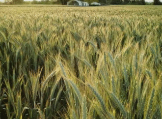 Argentina se ubica como el segundo exportador mundial de cebada: cuáles son los principales destinos