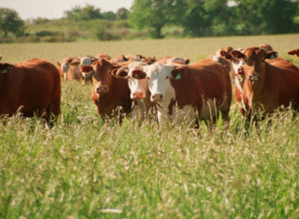 “Menos impuestos, más inversión”: la visión de Gustavo Lazzari sobre el futuro desarrollo del campo argentino