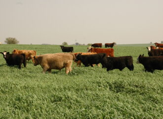 Nuevo escenario político: destacan las oportunidades para planificar la ganadería a largo plazo