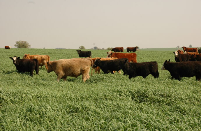 Nuevo escenario político: destacan las oportunidades para planificar la ganadería a largo plazo